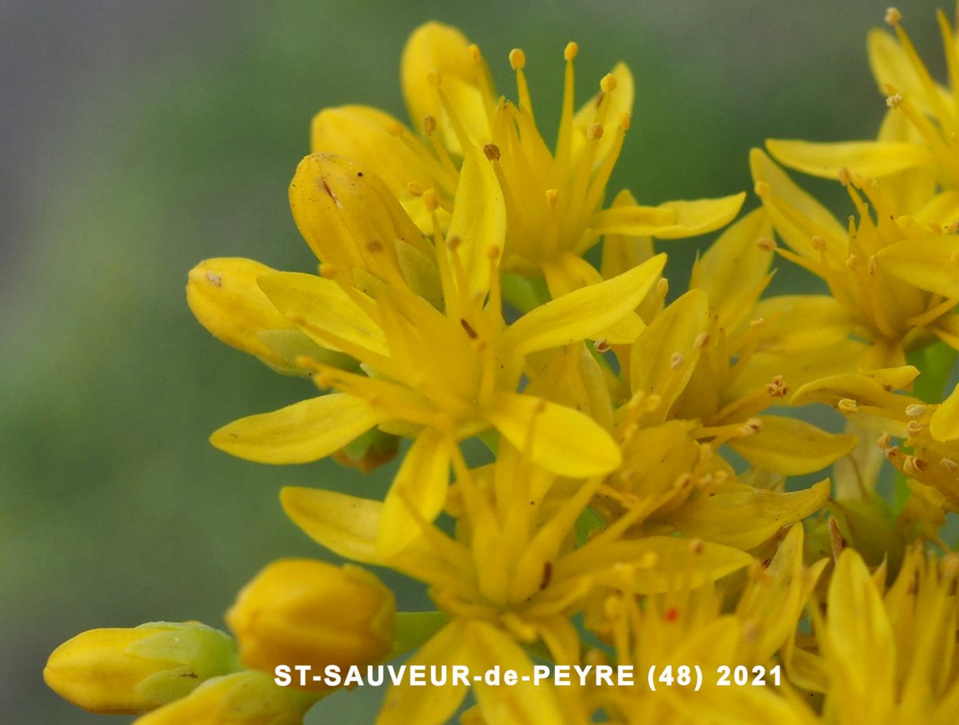 Stonecrop, Rock flower